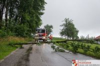 _2019-07-14 Baum über Straße_01